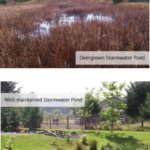 stormwater pond examples